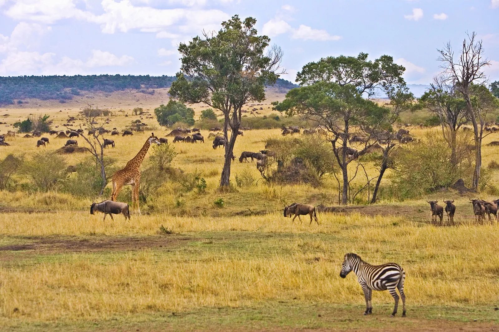 kenyaeastafricasafaritravelguide